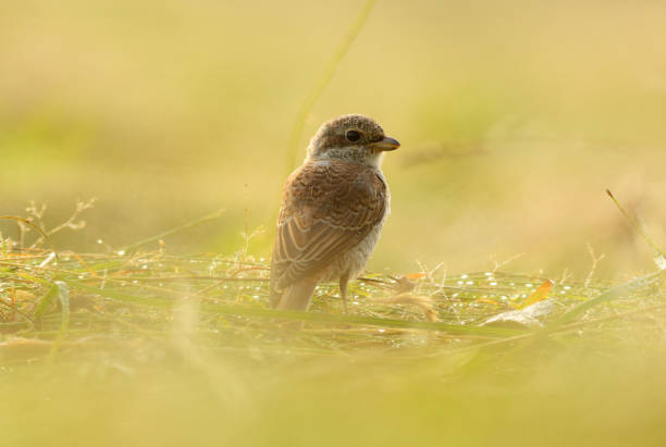 Animal, Animal Wildlife, juvenile, Animals In The Wild, Bird