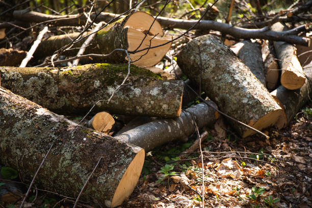 istock Cut Logs Resting In A Sun-Dappled Forest. Borzhava range. Carpathian mountains, Ukraine 2163584834