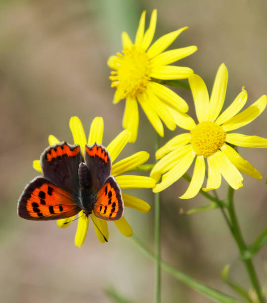 istock Small Copper Butterfly (Lycaena phlaeas) Female 2163585861