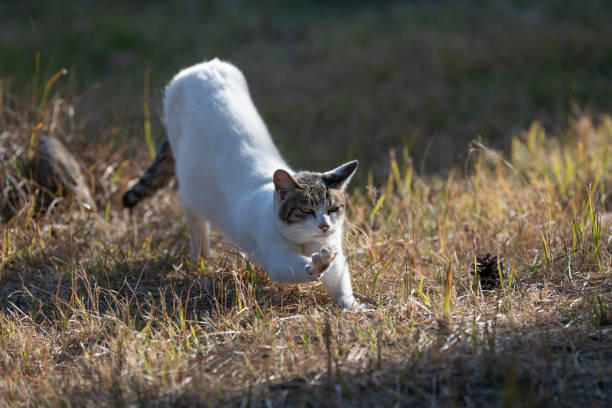 The gesture of a cat stretching