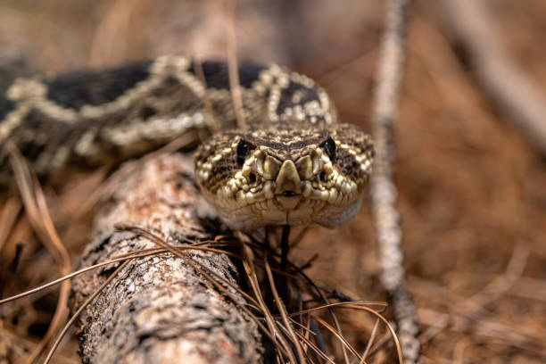 istock Face to Face with a Rattlesnake 2163588026