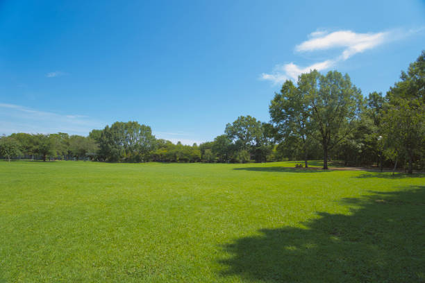 istock A park full of greenery in summer 2163588177
