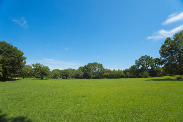 istock A park full of greenery in summer 2163588180