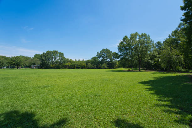 istock A park full of greenery in summer 2163588181