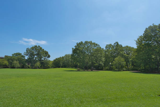 istock A park full of greenery in summer 2163588205