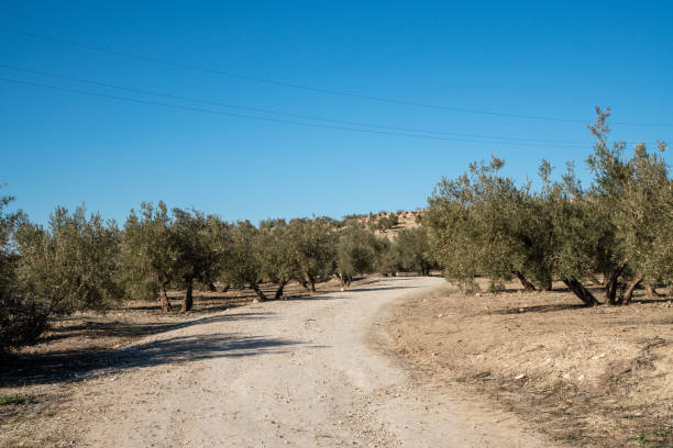 Large olive tree garden