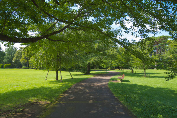 istock Path in the park in the Summertime 2163588373