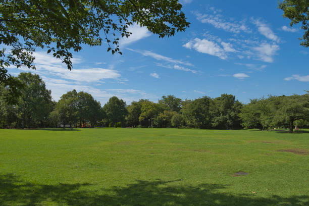 istock A park full of greenery in summer 2163588393