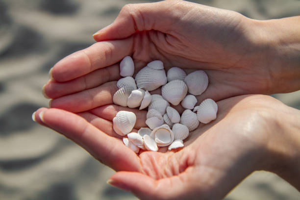 istock holding many different white small sea shells in the palms 2163589282