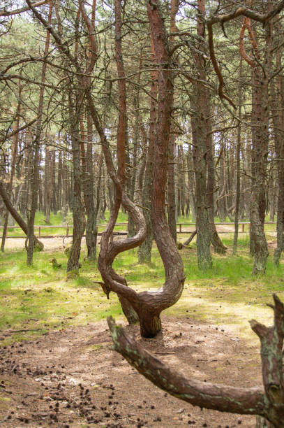 istock Tilted, curved and twisted pine trunks. Curonian spit. Plot of coniferous forest. 