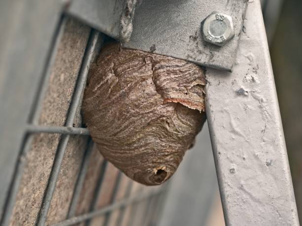 Small, discarded wasp nest tucked away in the eves of an old outhouse shed