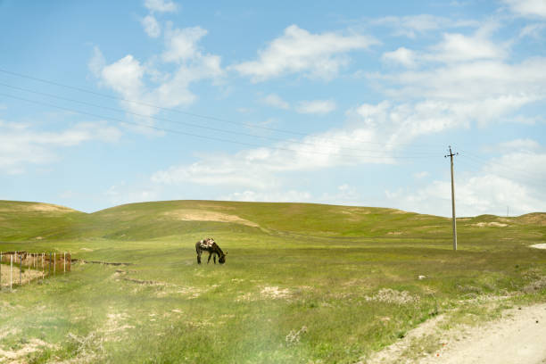 A horse is grazing in a field with a wire fence in the background. The sky is blue and there are some clouds