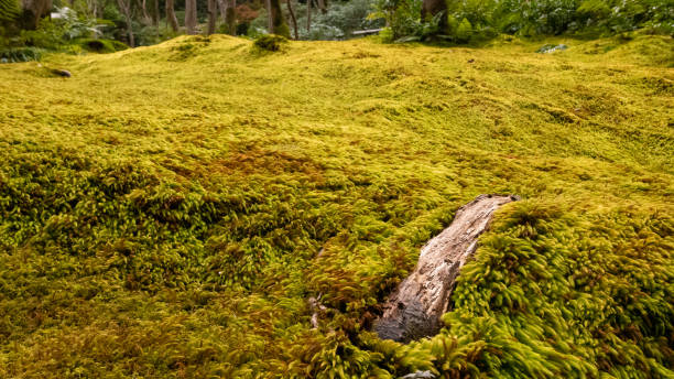 Carpet of moss and tree roots
