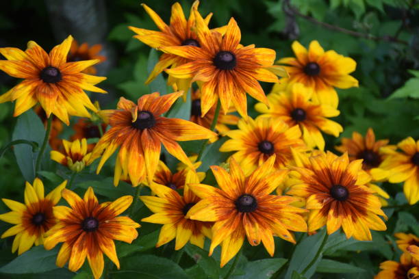 istock Des fleurs au jardin 2163593948