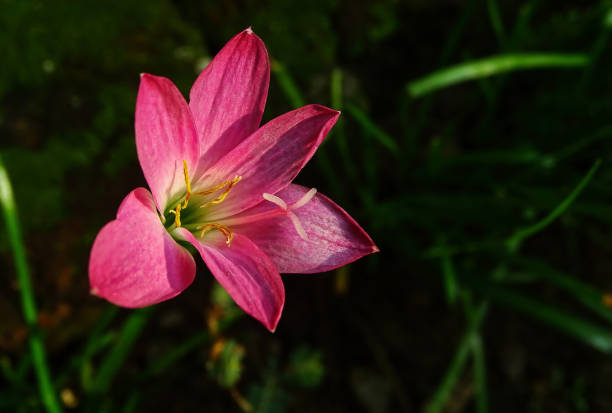 Pink rain lily