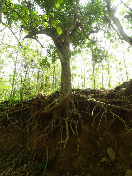 istock Tree Roots Exposed Due to Soil Erosion 2163595842