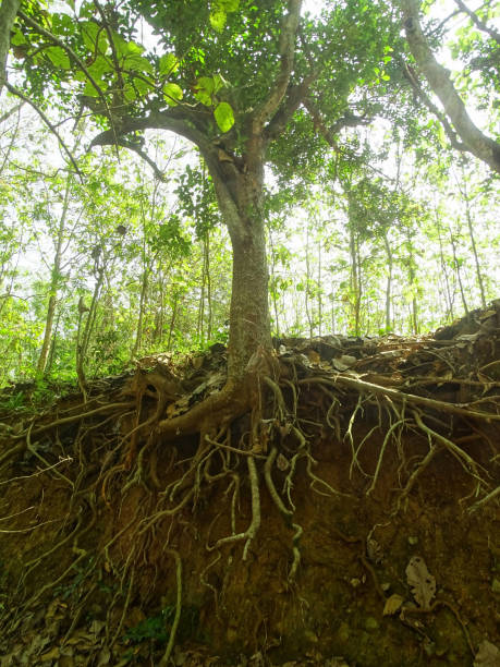 istock Tree Roots Exposed Due to Soil Erosion 2163596845