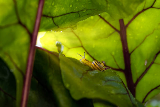 Snail striving towards a gossamer tunnel trough beetroot leaves with a bright llight at the end of the tunnel, religion, belief, spiritiualty