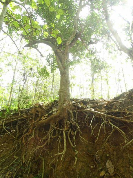 istock Tree Roots Exposed Due to Soil Erosion 2163597920
