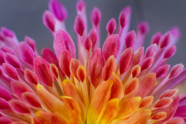 close up of a beautiful pink chrysanthemum flower in the garden - nature stok fotoğraflar ve resimler