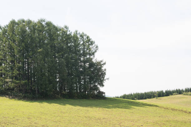 Larch forest on a green hill in summer