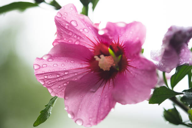 beautiful purple hibiscus flowers on a bush
