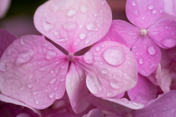 just a photo of nature