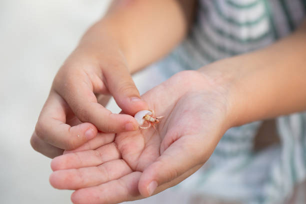 girl holds in her hands a shell with a small crab crawls out, summer vacation, ocean, exotic vacation