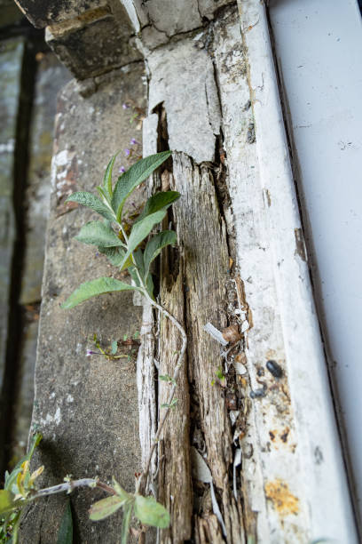 House plant in pot on windowsill indoors, space for text