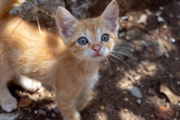 istock Tiny homeless red kitten with blue eyes. Baby, standing, looks up trustingly 2163605245