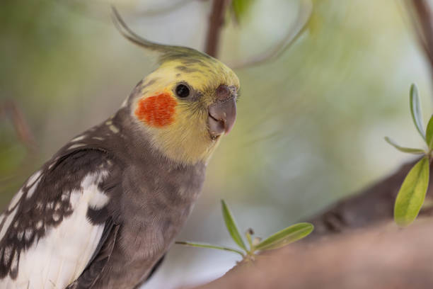 istock Corella parrot in the wild 2163606012