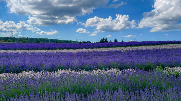 istock Lavender Landscape, Campbellville, ON Canada 2163607530