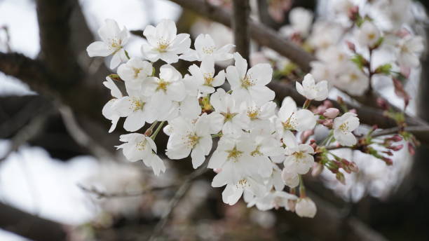 istock Cherry blossom Japan Sakura 2163611827