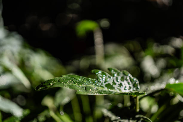 Close-up of a wet plant
