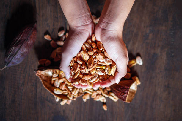 Cocoa beans and dried cocoa seed in hand