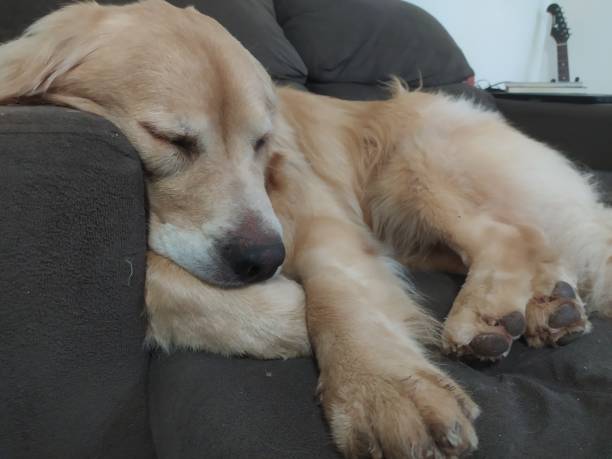 istock Golden retriever sleeping on the couch 2163616594