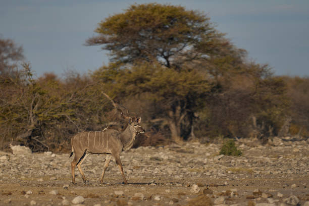 istock Male Greater Kudu 2163618883
