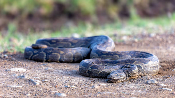 940+ Rock Python Photos Stock Photos, Pictures & Royalty-Free Images ...