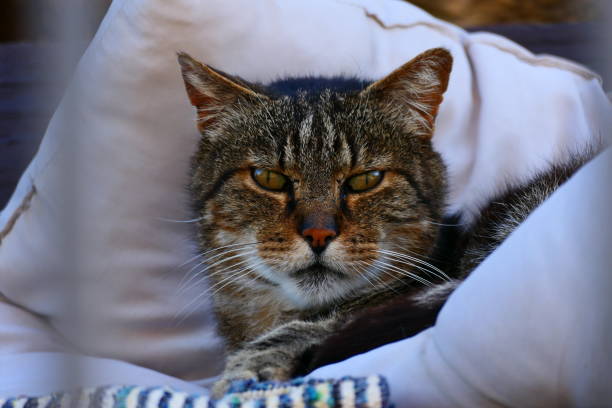 The cat in majesty, Val d'Aran, Catalonia