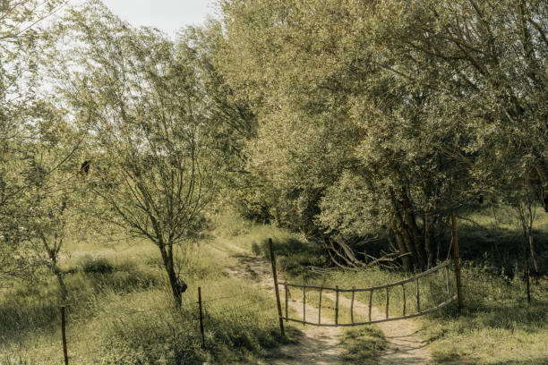A gate is in front of a forest with trees