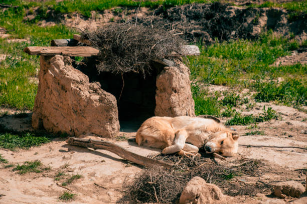 A dog is sleeping in a dirt area next to a hut. The hut is made of rocks and has a pile of branches on top of it