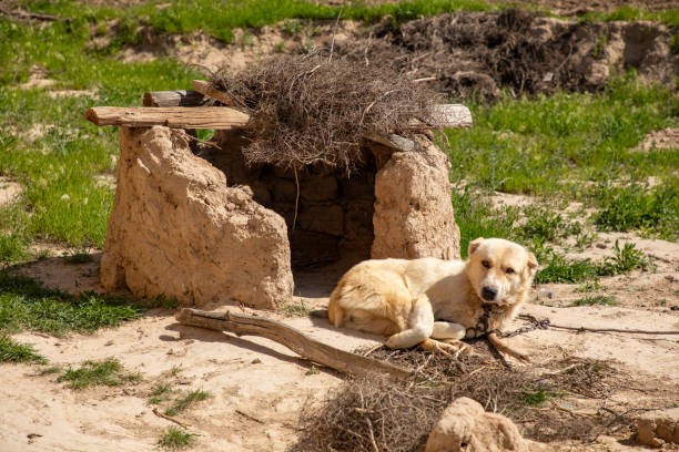 A dog is laying on the ground next to a small hut. The hut is made of dirt and wood