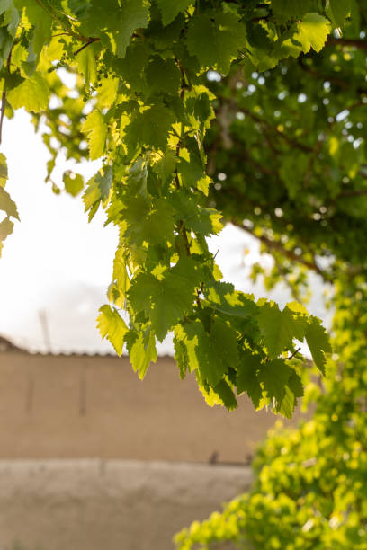 A leafy tree with a building in the background. The leaves are green and the sunlight is shining on them