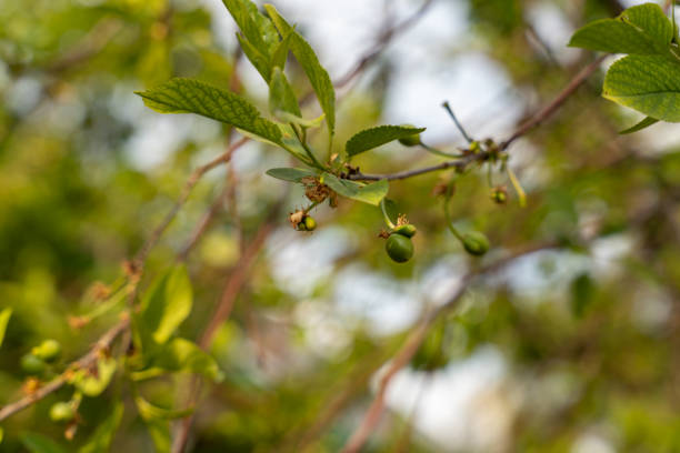A tree with green leaves and small green fruits