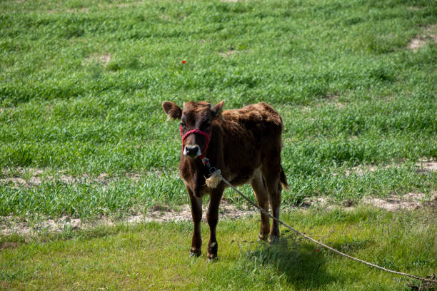 A brown cow with a red bandana around its neck is standing in a field. The cow is tied to a post with a chain