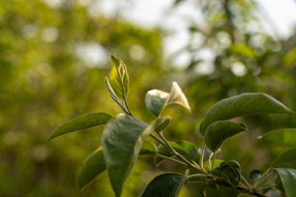 A leafy branch of a tree with a leafy green color. The leaf is slightly yellowish