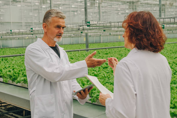 Hydroponic irrigation and watering system. A team of botanists and biologists in white coats discusses the concept of developing the healthy food industry. A group of scientists, a man and a woman in a modern greenhouse with growing lettuce, herbs, vegetable farm of the future, pure non-GMO products. Agriculture. High quality photo un equipo de botánicos y biólogos discute el concepto de desarrollo de la industria de alimentos saludables. científicos en invernadero con cultivo de lechuga, hierbas, granja de hortalizas del futuro, productos puros no transgénicos. agricultura