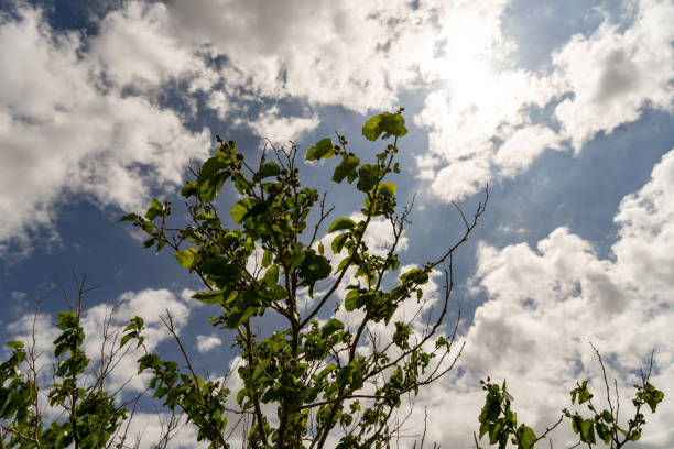 A tree with leaves is in the sky. The sky is blue and cloudy. The sun is shining through the clouds