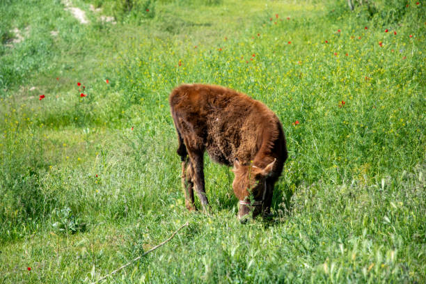 A brown cow is grazing in a field of grass. The cow is eating the grass and he is enjoying itself. The scene is peaceful and serene, with the cow being the main focus of the image