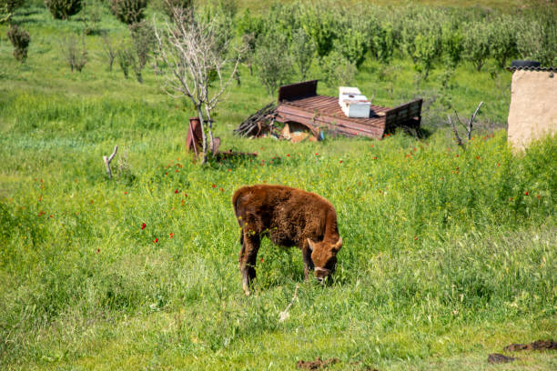A brown calf is grazing in a field. The field is lush and green, and there is a small shed in the background